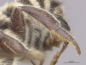Media type: image;   Entomology 553 Aspect: Leg hind
